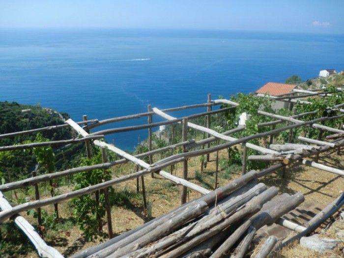 Raffaele Palma. Pergolato