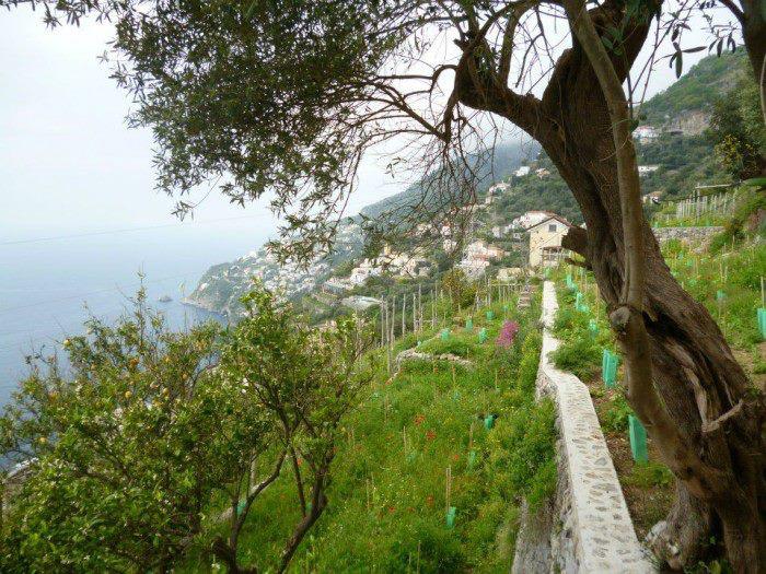 Le nuove vigne con vista sul mare di Furore (foto monica Piscitelli)