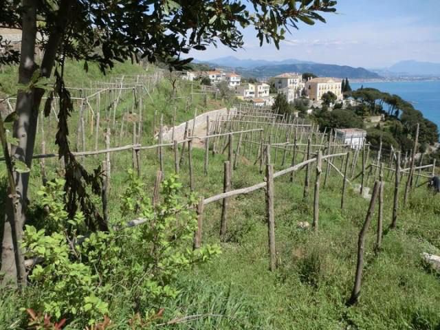 Vigne di Raito: il vigneto biologico e Villa Guariglia, sede del primo governo libero italiano (Foto Pigna)