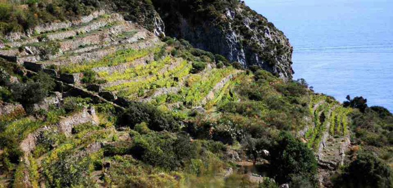 Antiche Cantine Migliaccio