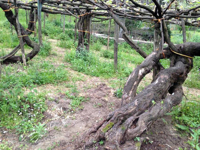 Vigne centenarie di tintore