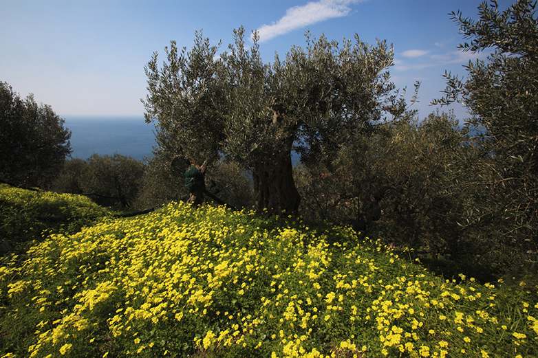 Un olivo secolare