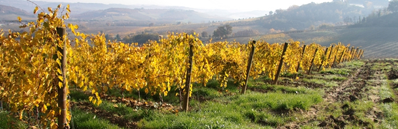 Vigna azienda Fontaleoni