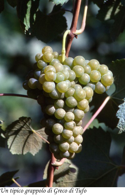 Tipico grappolo di Greco di Tufo