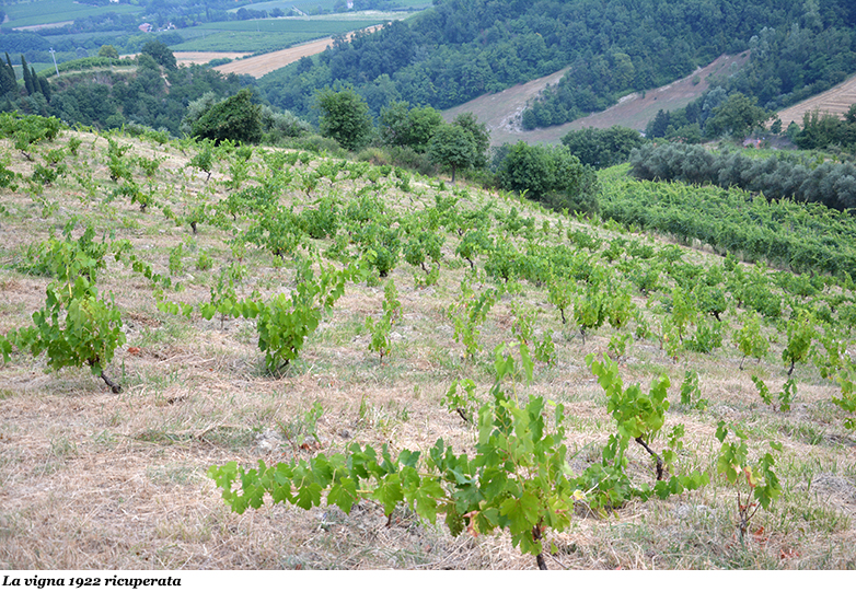 La vigna del 1922 rimessa a nuovo