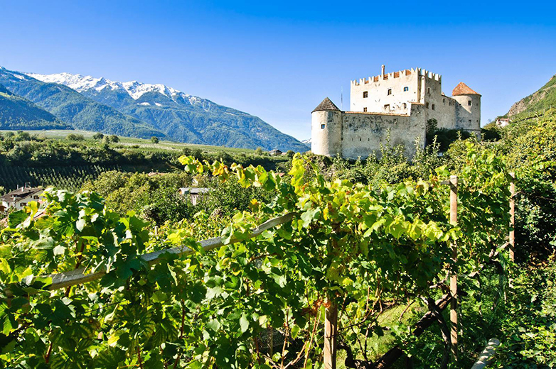 Vigne in Val Venosta