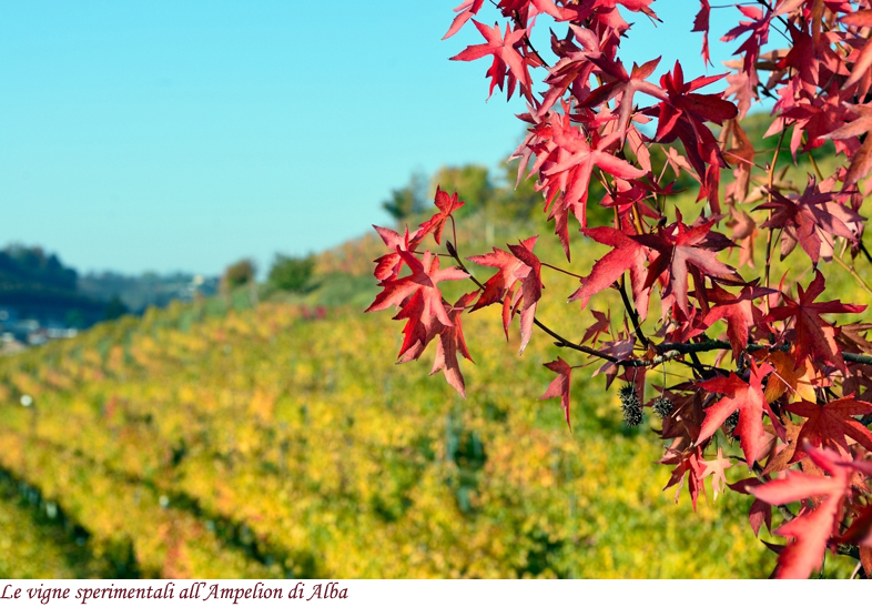 I vigneti sperimentali dell'Ampelion di Alba
