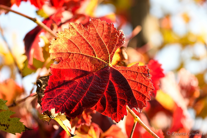 La colorazione di una foglia di vite