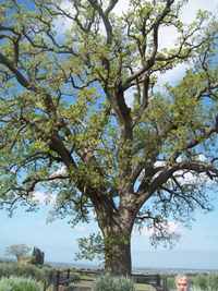 Quercia all'Ornellaia