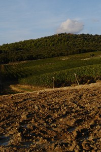 Il terreno dell'Ornellaia