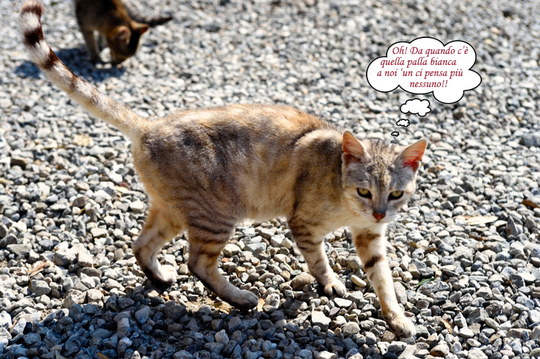 I gatti di Podere Sanlorenzo