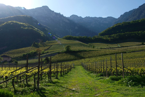 Vigneti Alto Adige