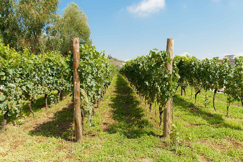 Vigneto degli Astroni