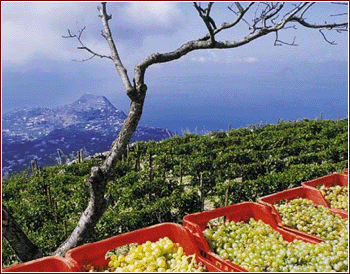 Panorama da Casa D'Ambra - Ischia