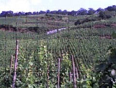 Panorama vigneti
