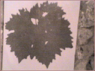 foto di foglia di vite