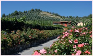 La Brugherata e le sue rose