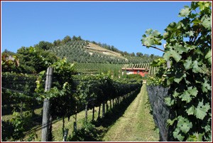 Nei vigneti