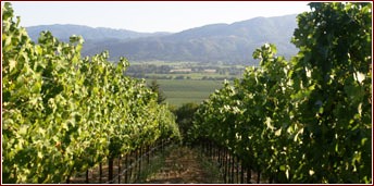 Rutherford Vineyards