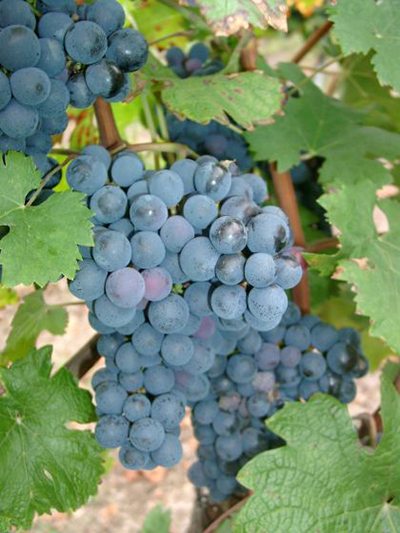 Cabernet Franc