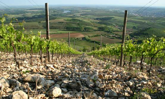 Cabernet Franc Monte Eged