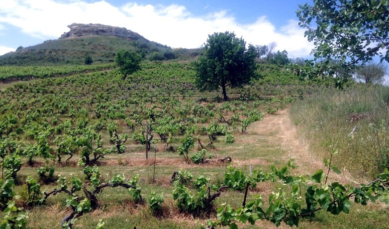 Le vigne ad alberello a Florinas