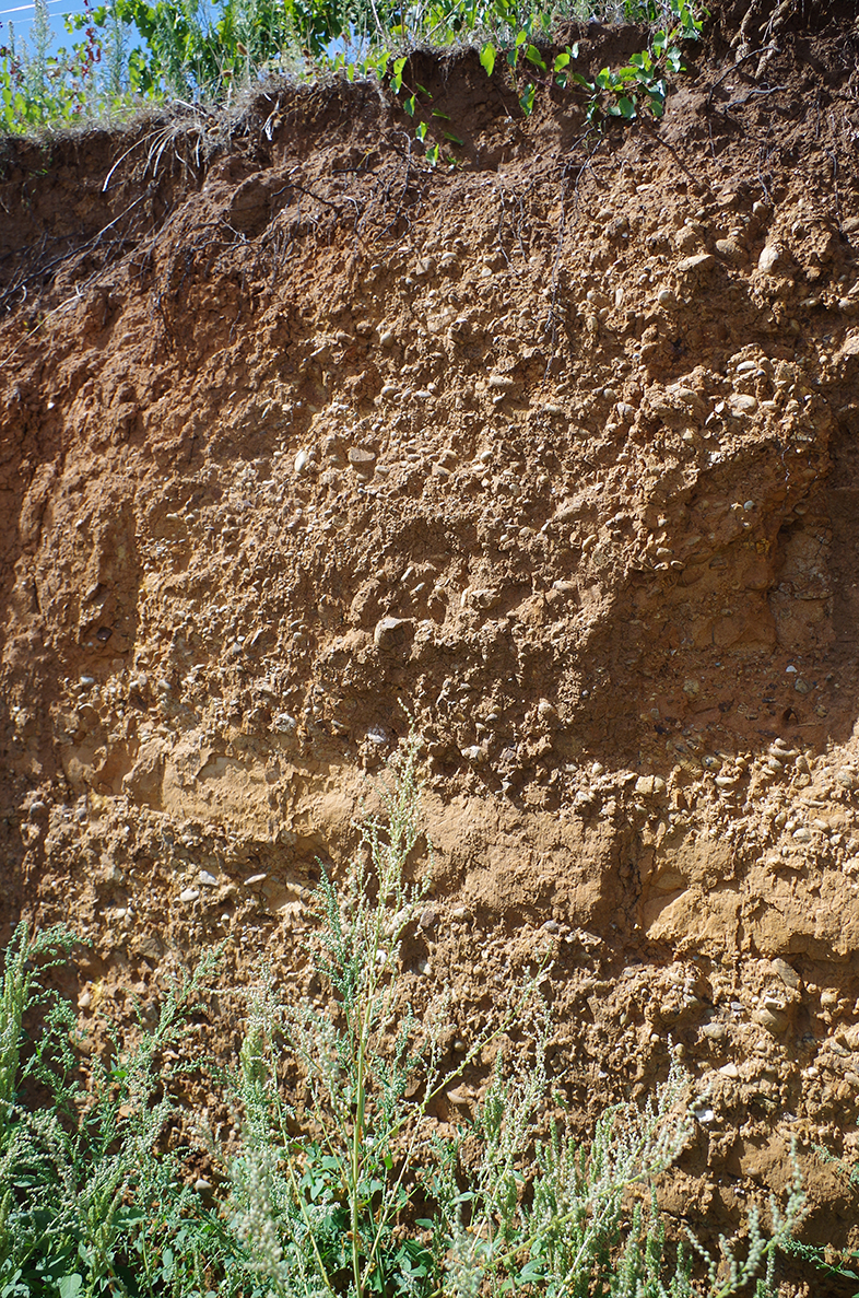 Il terreno sotto la vigna