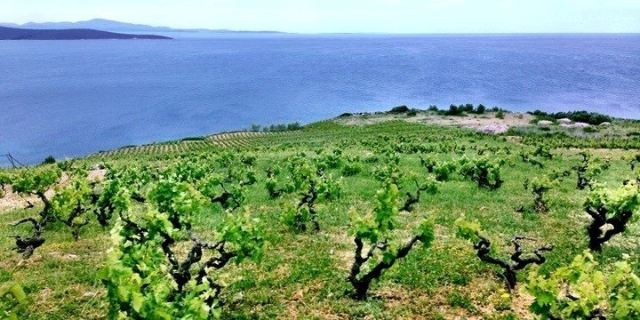 Le zone vitate della Dalmazia