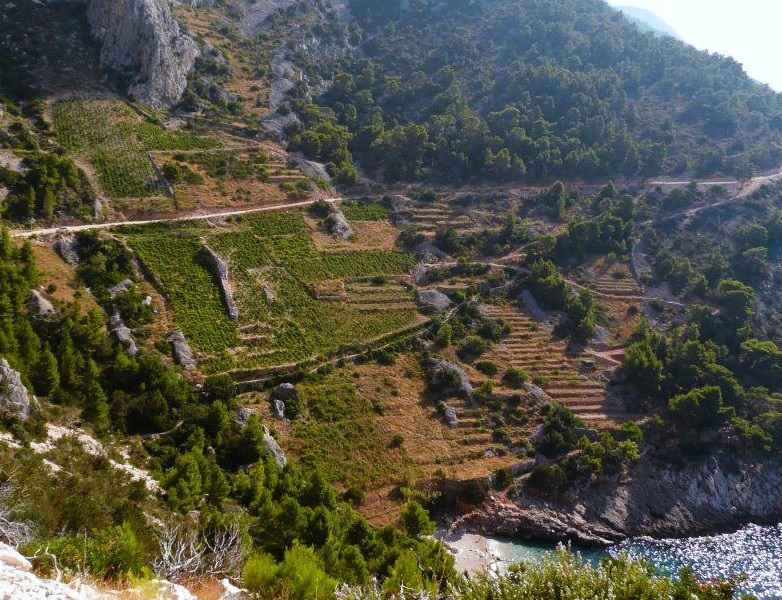 I costoni vitati sull'isola di Hvar