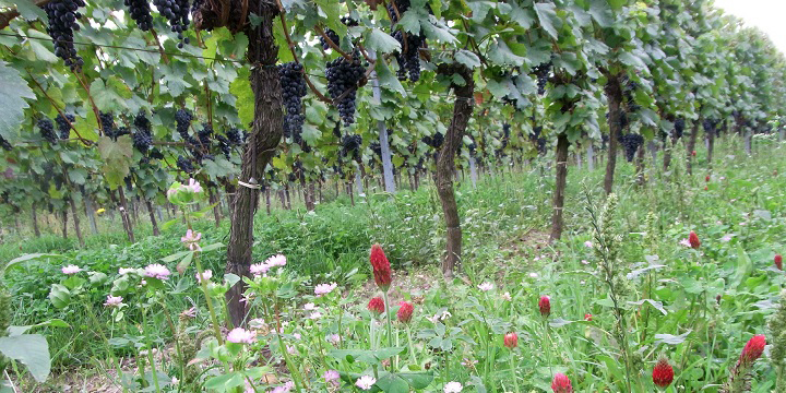 Vigneti azienda Judith Beck