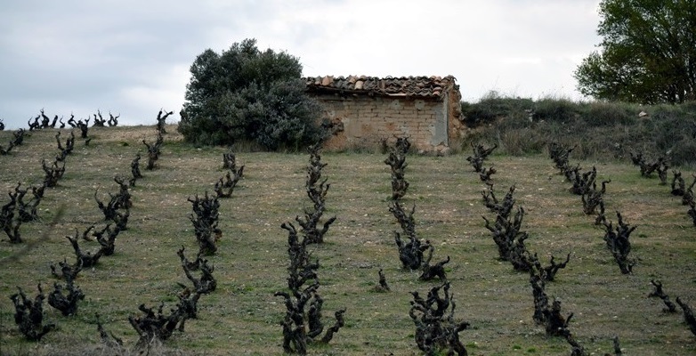 Le zone vitate della Dalmazia