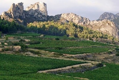 I vigneti di Bodegas Muga