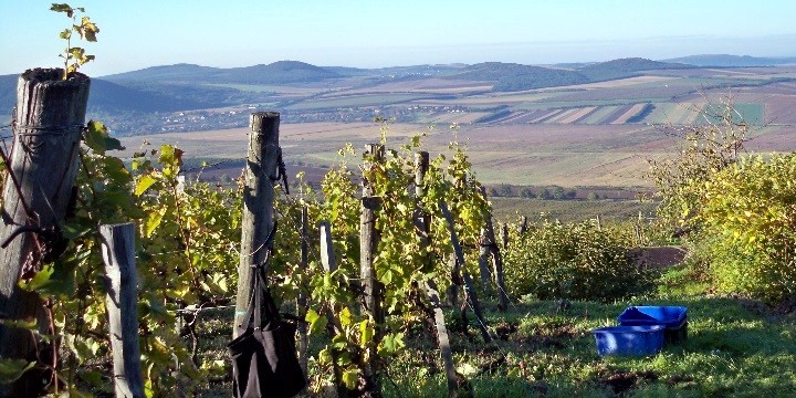 Pendits Kft - il vigneto a Cracovia (Krako)