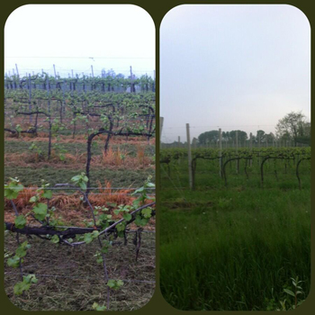Il confronto fra il vigneto di Casa Belfi (a destra) ed uno vicino
