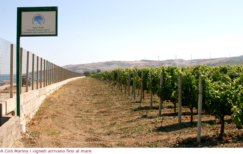 A Cir&ograve; Marina i vigneti arrivano fino al mare