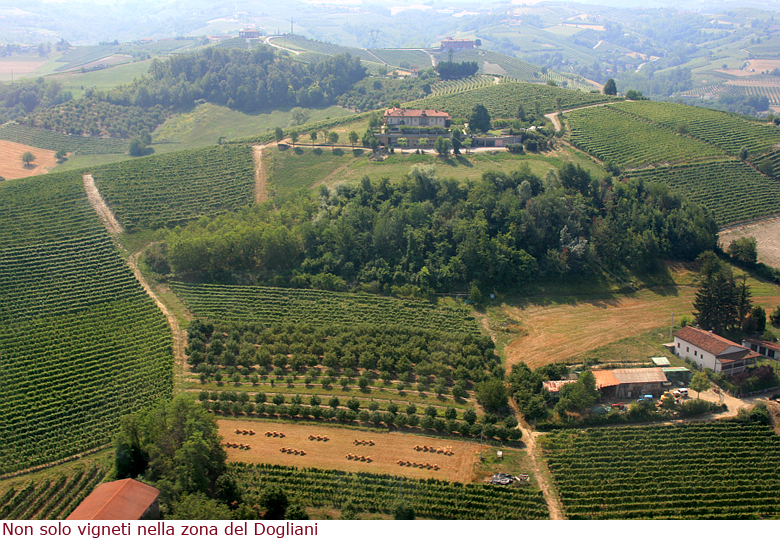 Vigneti a Dogliani