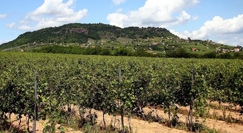 Vigneti in Ungheria
