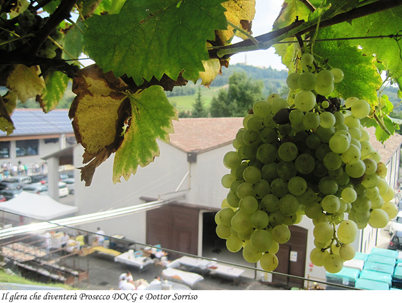 Il glera che diventer&agrave; Prosecco Docg e Dottor Sorriso
