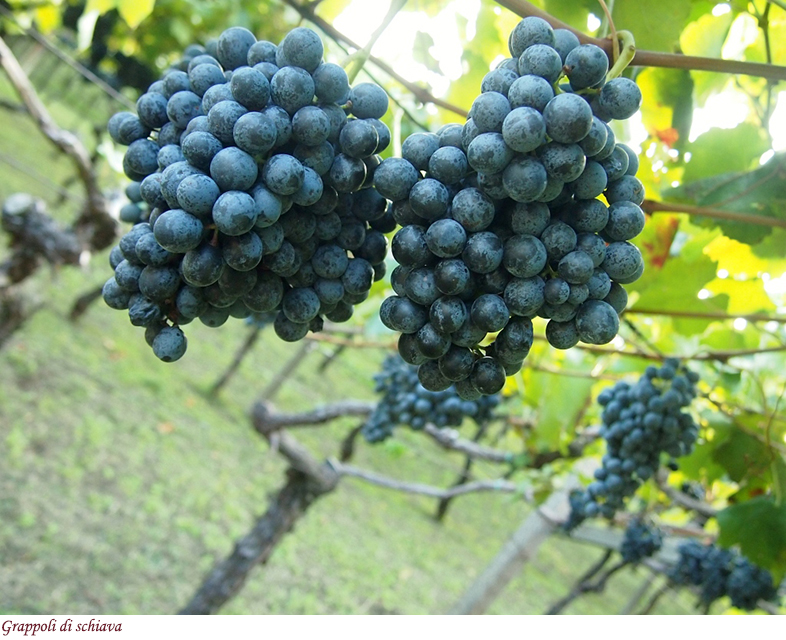 Grappoli di Schiava