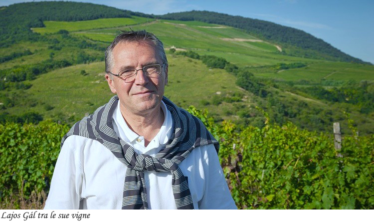 Lajos Gàl tra le vigne