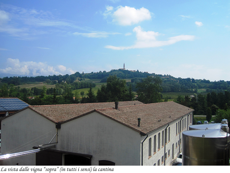 La vistsa della vigna dalla cantina di Le Manzane