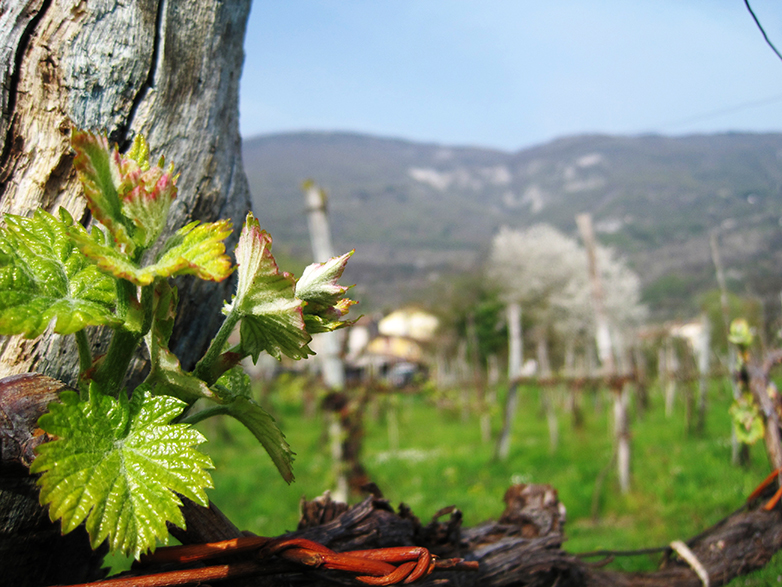 Le vigne sotto Fregona
