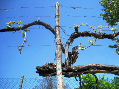 La vite nel Montello