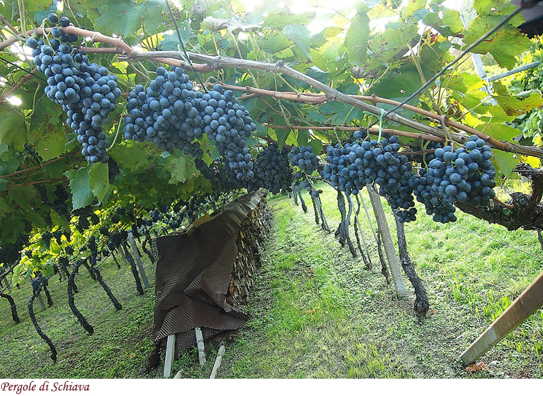 Pergole di Schiava