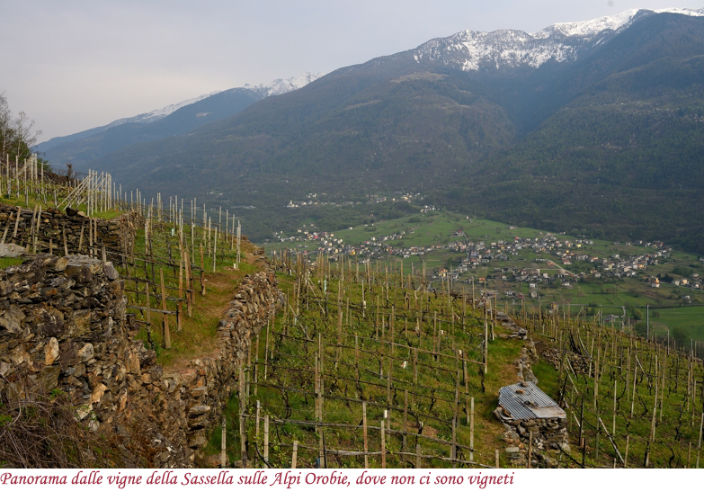 Panorama dalla sottozona Sassella