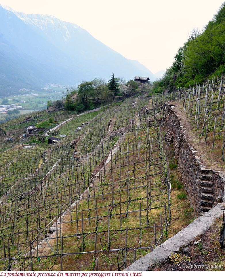 I muretti fra i vigneti