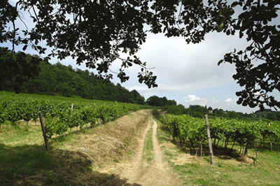 Il sentiero fra le vigne dell'azienda Filippi