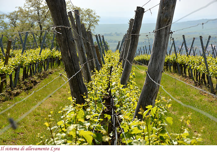 Il sistema di allevamento Lyra