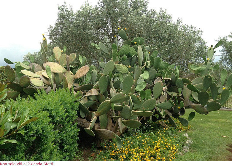 I fichi d'India nell'azienda Statti