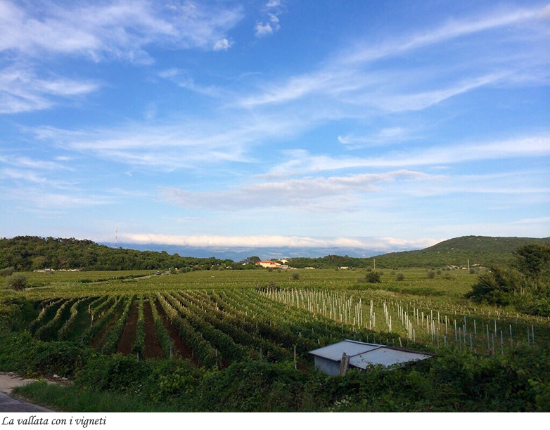 La vallata sui vigneti